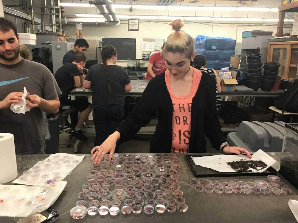 A student works in the ecotoxicology worm lab