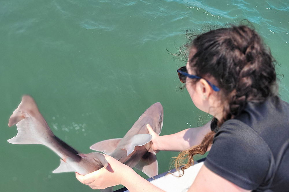 shark biology course