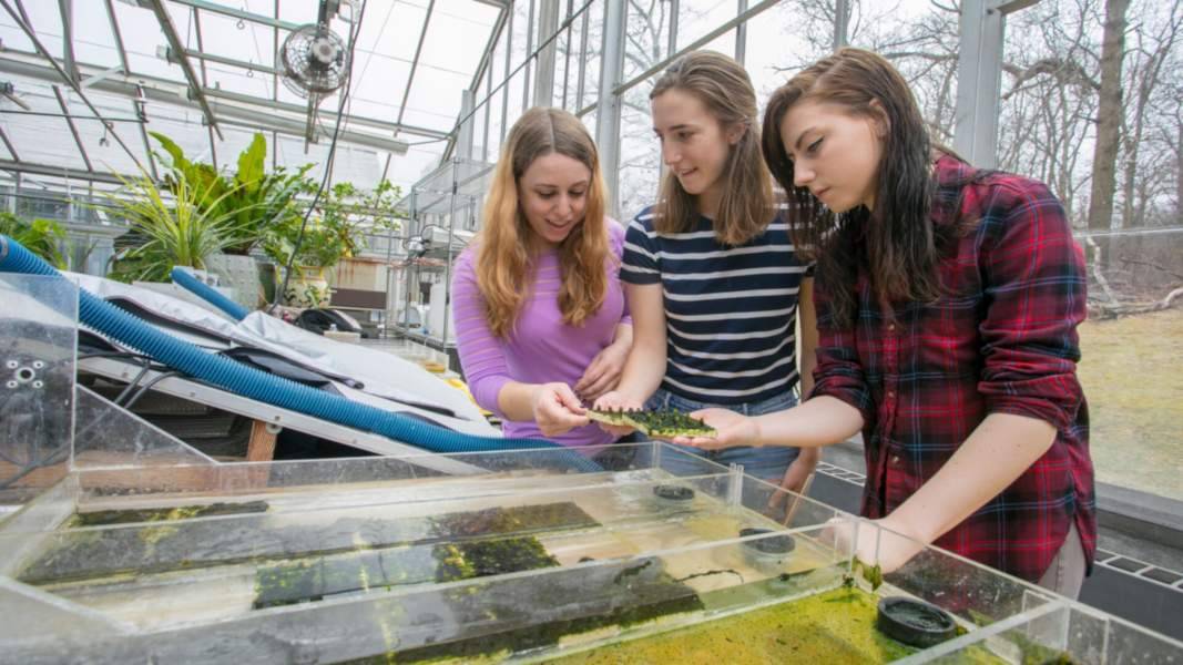 Students inspect an algae research project in a greenhouse
