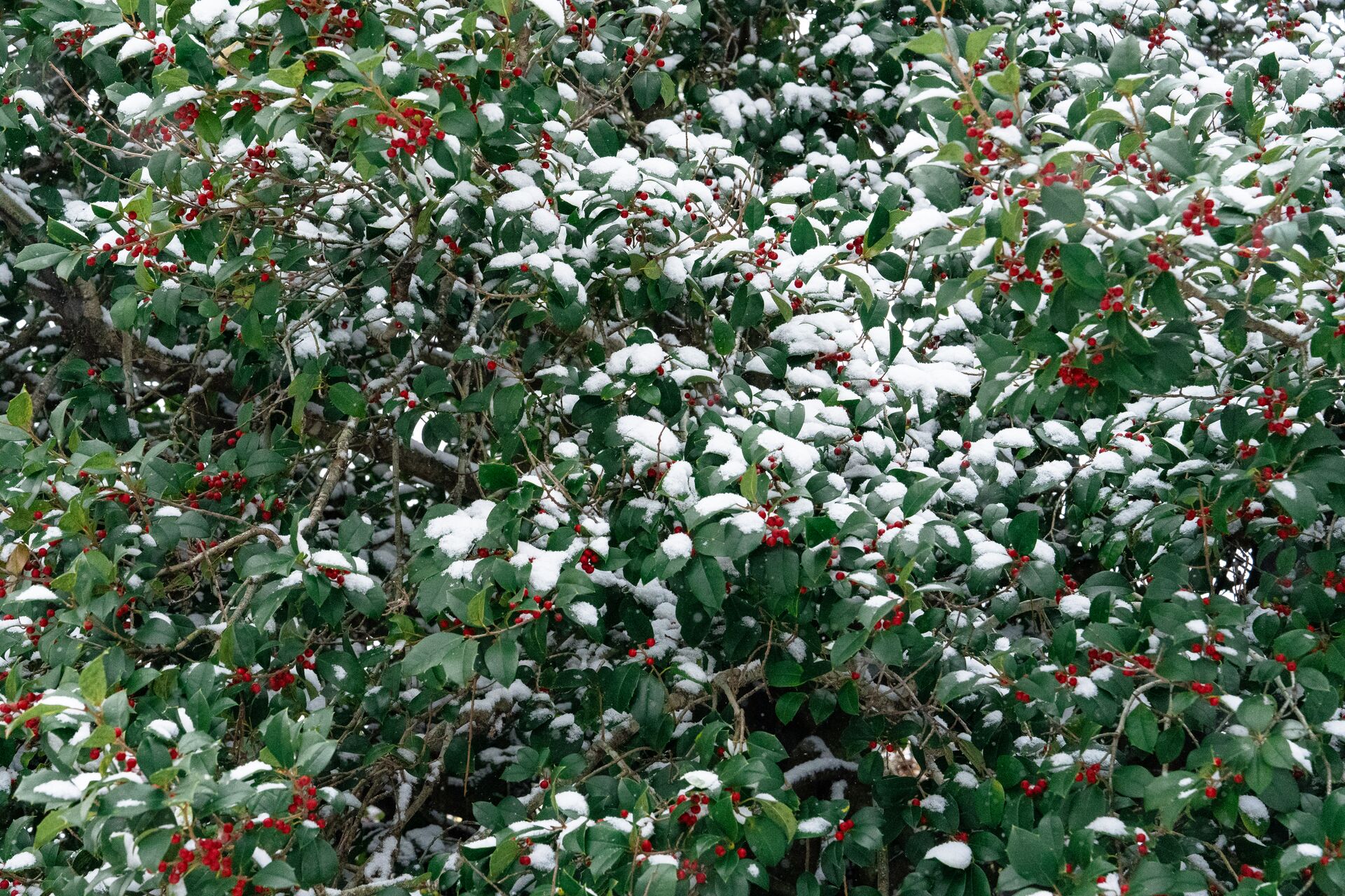 Bush covered in snow